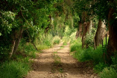 Free Images Landscape Tree Nature Forest Path Wilderness Trail