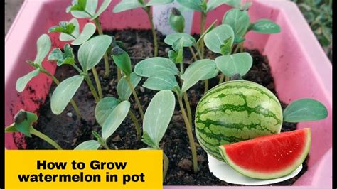 How To Grow Watermelon In Pot From Easy Wayវិធីដាំឪឡឹកងាយៗ Youtube