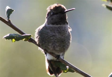 David rankin / university of california, riverside. Pin by Ami-jo Moldovanyi on BIRDS the Winged Jewels ...