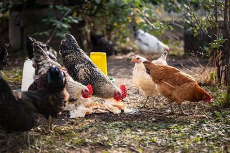 non gmo chicken feed benefits nature s best organic feeds