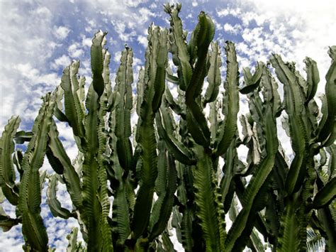 Of course, the cactus does have spikes too, but these are technically called spines. Euphorbia ingens (Candelabra Tree) | World of Succulents