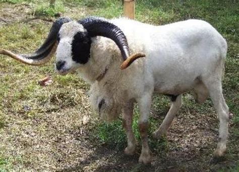 Berikut adalah contoh foto/ gambar domba. Kambing Juga Domba. | Cikadueun Kampung Halaman-ku