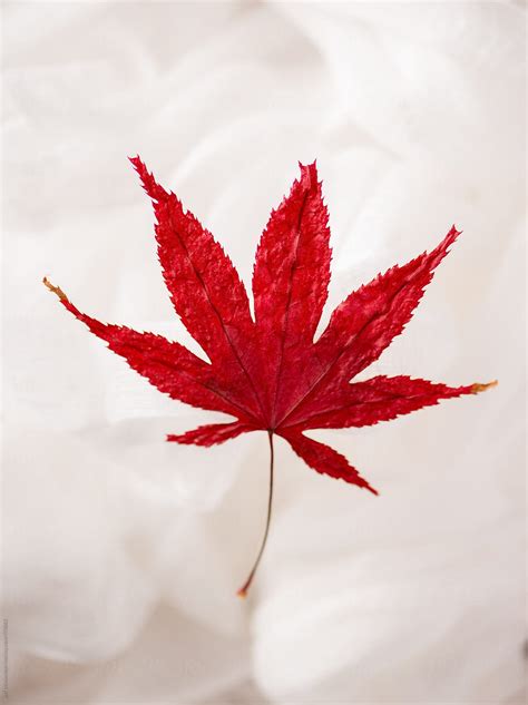 Falling Japanese Maple Leaves