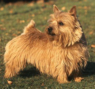 The norwich terrier is a breed of dog originating in the united kingdom, and was bred to hunt small rodents. Norwich Terrier Health Problems | Feeding | Raising a Puppy