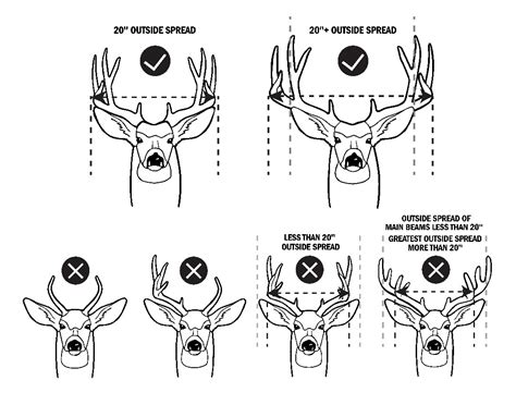 How To Tell Points On A Buck