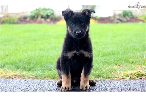 German Shepherd Puppy For Sale Near Lancaster Pennsylvania 041a7c08