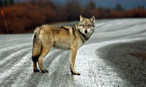 Permit For Idaho Gray Wolf Killing Derby Canceled After Environmental