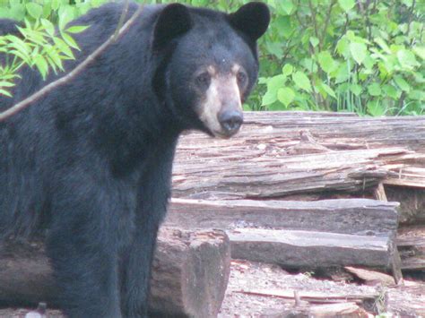 Dan Shute Bear Sanctuary Orr Mn Black Bear Bear Animals
