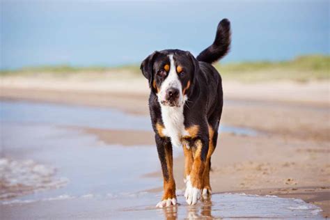 Heat Exhaustion In Dogs Symptoms Treatment And Prevention