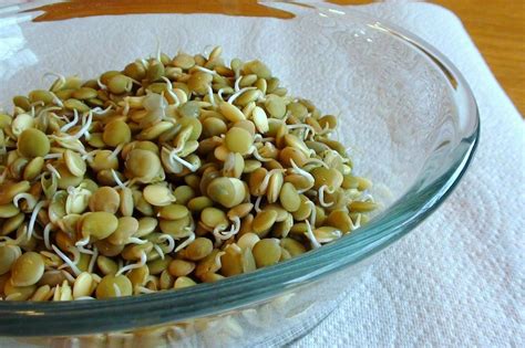 zsuzsa is in the kitchen: SPROUTING LENTILS