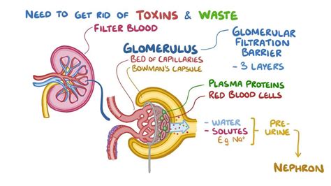 Die renale clearance gibt die eliminierung (das clearing) eines stoffes aus dem blutplasma an. Renal clearance - Osmosis