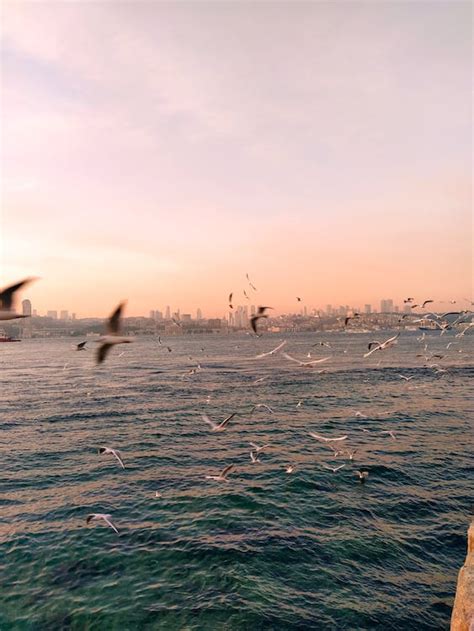 Birds Flying Over Sea · Free Stock Photo