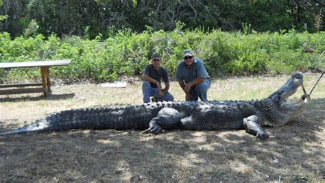 Dallas Lawyer Kills 14 Foot 900 Pound Alligator The A To Z Show With