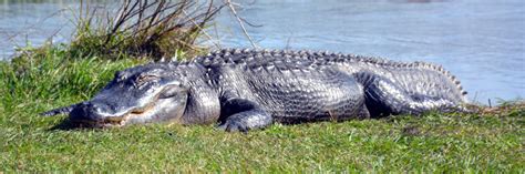 American alligator (Alligator mississippiensis) - Species Profile
