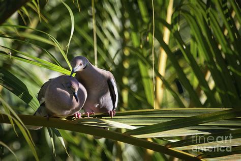 Dove Love Photograph By Eden Watt Fine Art America