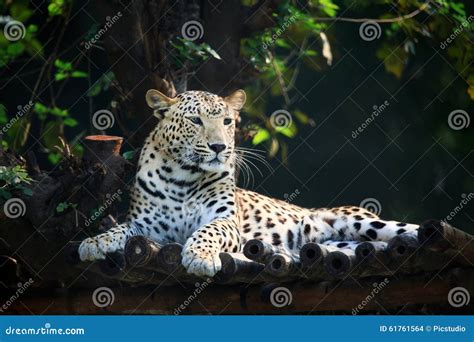 Resting Jaguar Stock Photo Image Of Wild Predator Natural 61761564