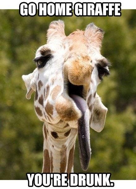 Drunken Giraffe Meme Funny Giraffe Funny Pictures