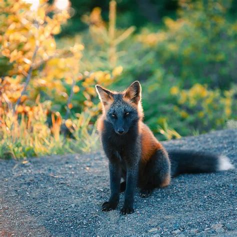 The cross fox is a partially melanistic colour variant of the red fox (vulpes vulpes) which has a long dark stripe running down its back, intersecting another stripe to form a cross over the shoulders. Photographer Captures Beautiful Pictures Of A Cross Fox