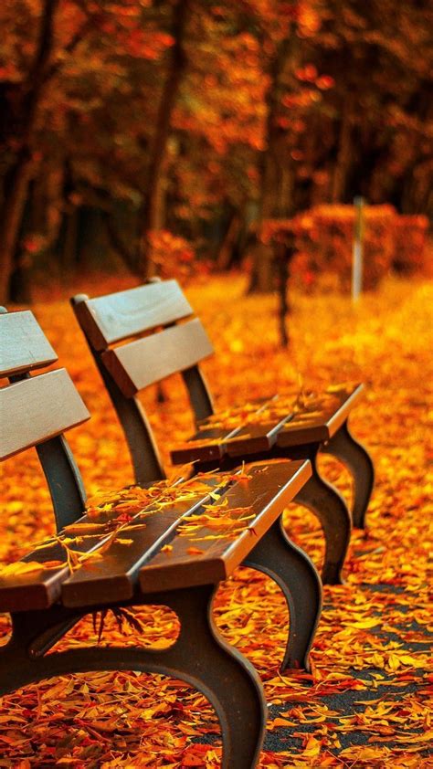 15 Fall Iphone Xs Wallpapers Best Autumn Backgrounds Papel De