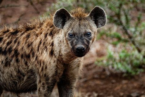 Close Up Photography Of Hyena · Free Stock Photo