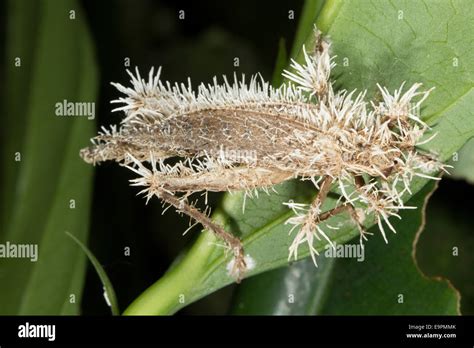 Parasite Fungus Hi Res Stock Photography And Images Alamy