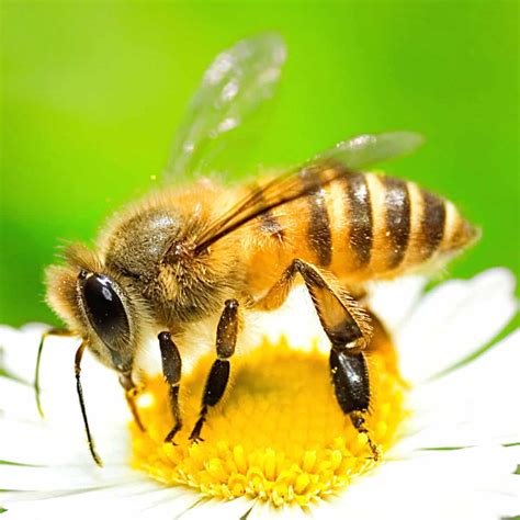 What Does A Honey Bee Look Like Carolina Honeybees