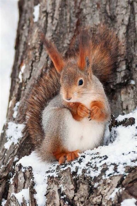 Pin By Teresa Fisher On Esquiròus Cute Squirrel Animals