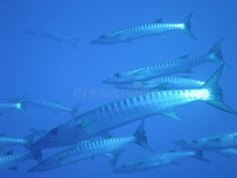 Barracuda In The Blue Stock Image Image Of Blue Adventure 9725617
