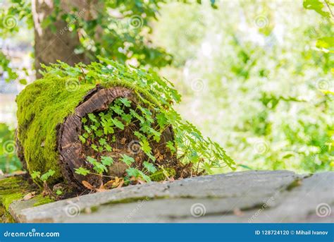 Fallen Tree Stump Stock Photo Image Of Growing Green 128724120