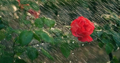 Flowers from the storm is one of the best books in the genre. Video: A Reading of Sonnet 18 by William Shakespeare ...