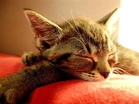 Free Images Kitten Sleeping Close Up Nose Whiskers Kitty