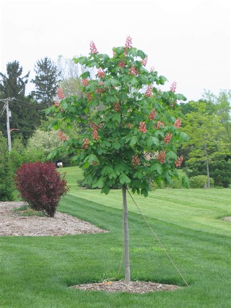 And after the leaf stalks have fallen there is a. red Horse Chestnut Tree | gardening/flowers | Pinterest
