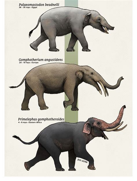 Evolution Series A Parade Of Elephants Prehistoric Animals