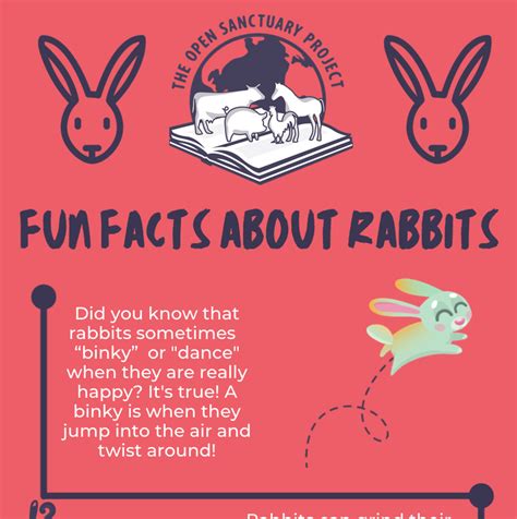 Fun Facts About Rabbits Infographic The Open Sanctuary Project
