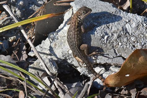 Northern Curly Tailed Lizard Leiocephalus Carinatus Armou Flickr