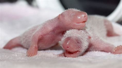 China Debuts Its Newborn Panda Twins Abc News