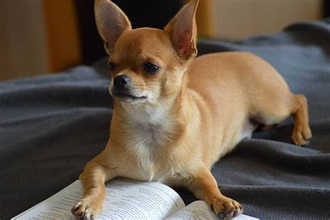 CuÁnto Viven Los Chihuahuas Cuidados Y Características