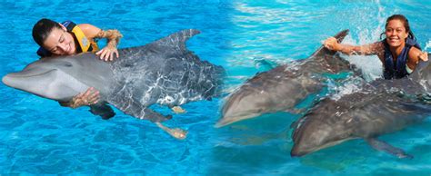 Sea Life Park Dolphin Royal Swim Hawaii Discount