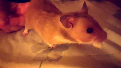 Syrian Hamster Rodents For Sale Baldwin Park Ca 192971