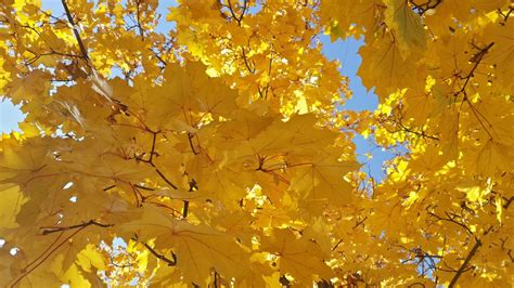 Free Images Branch Sky Sunlight Leaf Closeup Season Maple Tree