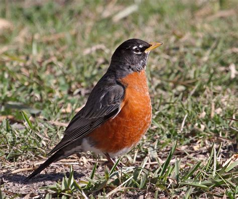 Pictures And Information On American Robin