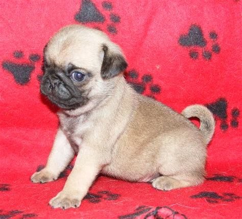 Free Funny Pictures Pug Puppy Breeders Pictures Photos