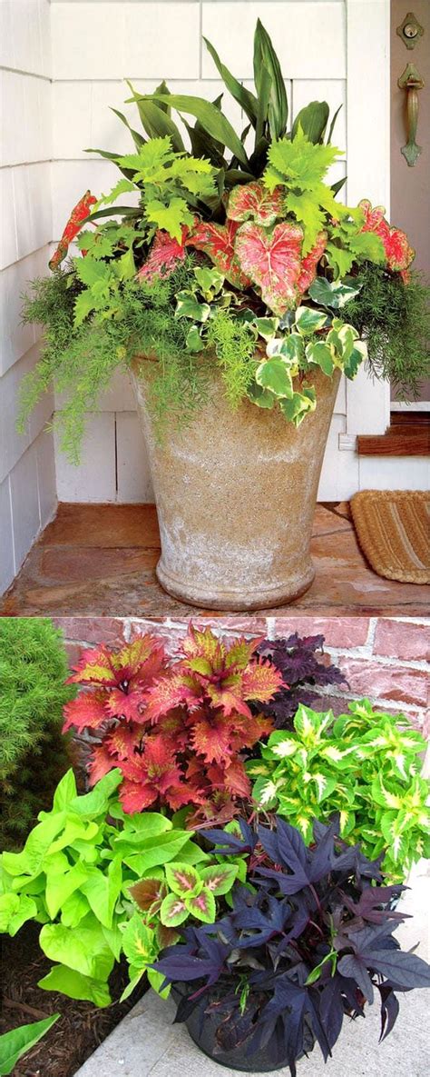 Best Shade Plants And 30 Gorgeous Container Garden Planting Lists