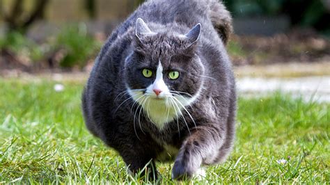 Our goal is to use flavor and. How much overweight cats need to be fed to lose weight ...