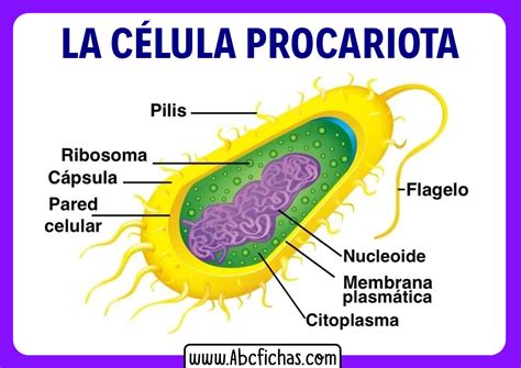 Anatomía Interna Y Partes De La Célula Procariota