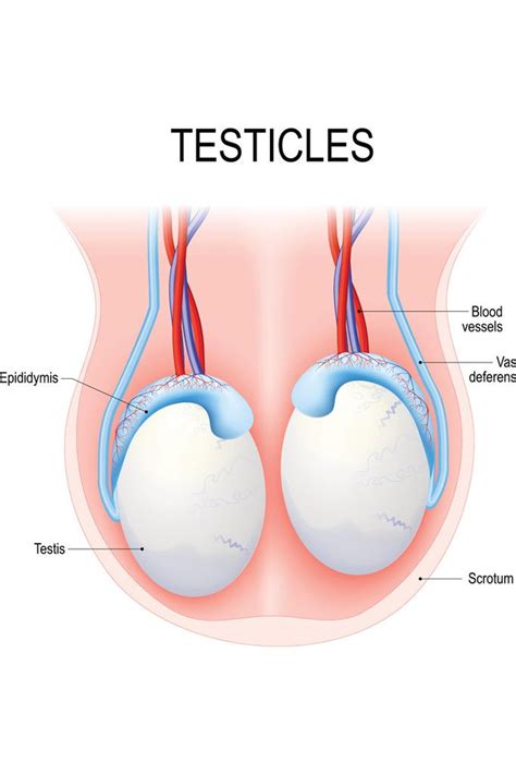 Testicles Human Anatomy Diagram Educational Chart Cool Huge Large Giant Poster Art 36x54