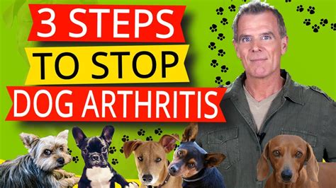Dogs Arthritis Pain Relief 3 Natural Steps To Treatment Youtube