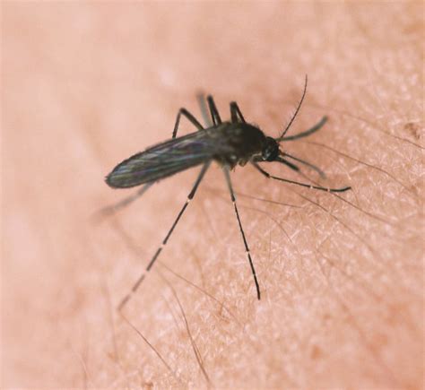 First West Nile Virus Positive Mosquitoes Found In Berthoud Berthoud