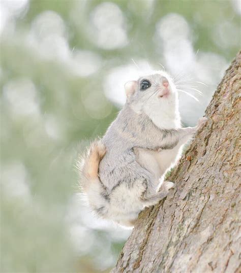 The Baby Japanese Dwarf Flying Squirrel Is Definitely The