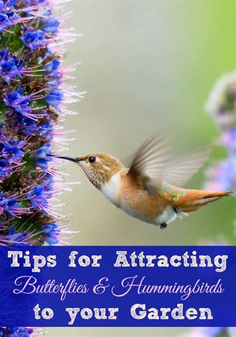 Tips For Attracting Hummingbirds And Butterflies Try To Garden Plants